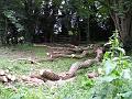 CLEARING A SPACE FOR THE BMX TRACK